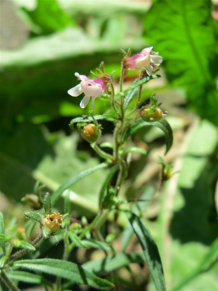 Ritzenbotanik: Kleines Leinkraut (Chaenorhinum minus) in Sankt Arnual
