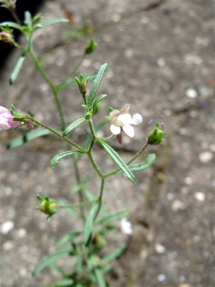 Ritzenbotanik: Kleines Leinkraut (Chaenorhinum minus) in Sankt Arnual