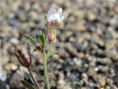 Ritzenbotanik: Kleines Leinkraut (Chaenorhinum minus) am Hauptbahnhof Mannheim