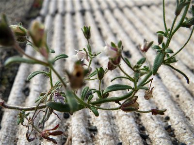 Ritzenbotanik: Kleines Leinkraut (Chaenorhinum minus) am Hauptbahnhof Mannheim