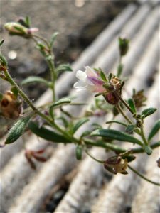 Ritzenbotanik: Kleines Leinkraut (Chaenorhinum minus) am Hauptbahnhof Mannheim