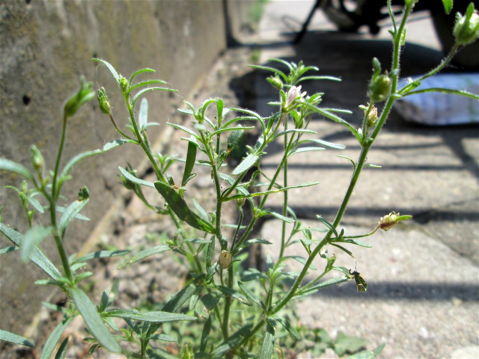Ritzenbotanik: Kleines Leinkraut (Chaenorhinum minus) auf Pflasterstein in Saarbrücken