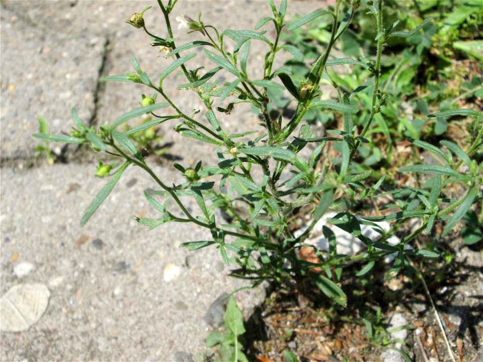 Ritzenbotanik: Kleines Leinkraut (Chaenorhinum minus) auf Pflasterstein in Saarbrücken