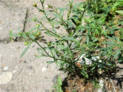 Ritzenbotanik: Kleines Leinkraut (Chaenorhinum minus) auf Pflasterstein in Saarbrücken