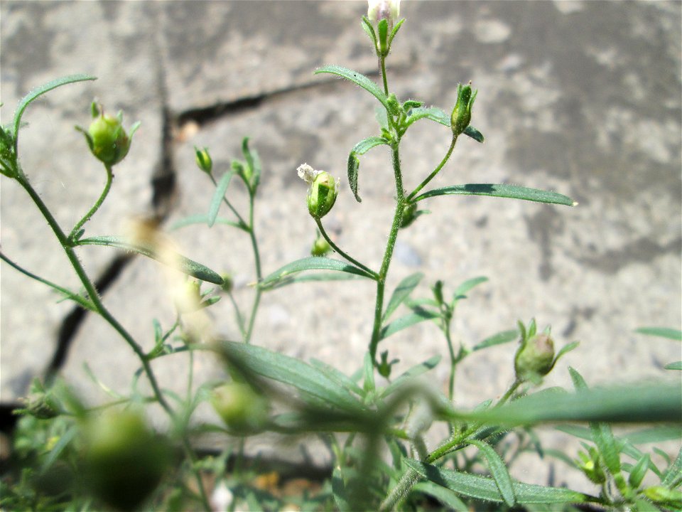 Ritzenbotanik: Kleines Leinkraut (Chaenorhinum minus) auf Pflasterstein in Saarbrücken