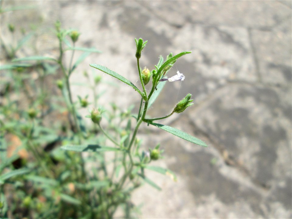Ritzenbotanik: Kleines Leinkraut (Chaenorhinum minus) auf Pflasterstein in Saarbrücken
