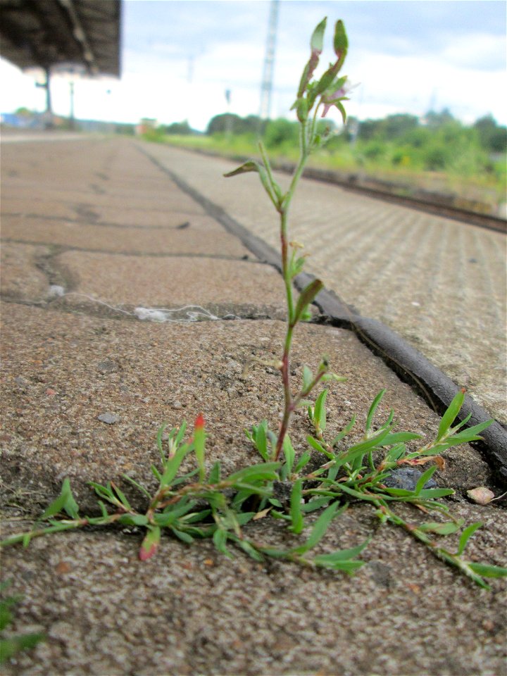 Kleines Leinkraut (Chaenorhinum minus) am Bahnhof Honburg (Saar)