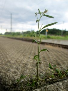 Kleines Leinkraut (Chaenorhinum minus) am Bahnhof Honburg (Saar)