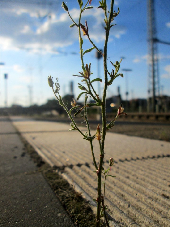 Kleines Leinkraut (Chaenorhinum minus) am Hauptbahnhof Mannheim