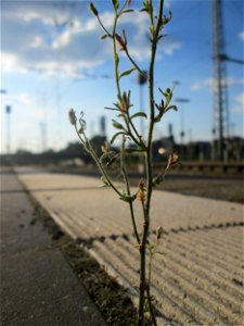 Kleines Leinkraut (Chaenorhinum minus) am Hauptbahnhof Mannheim