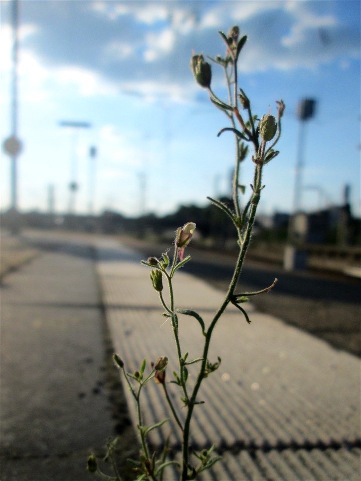 Kleines Leinkraut (Chaenorhinum minus) am Hauptbahnhof Mannheim