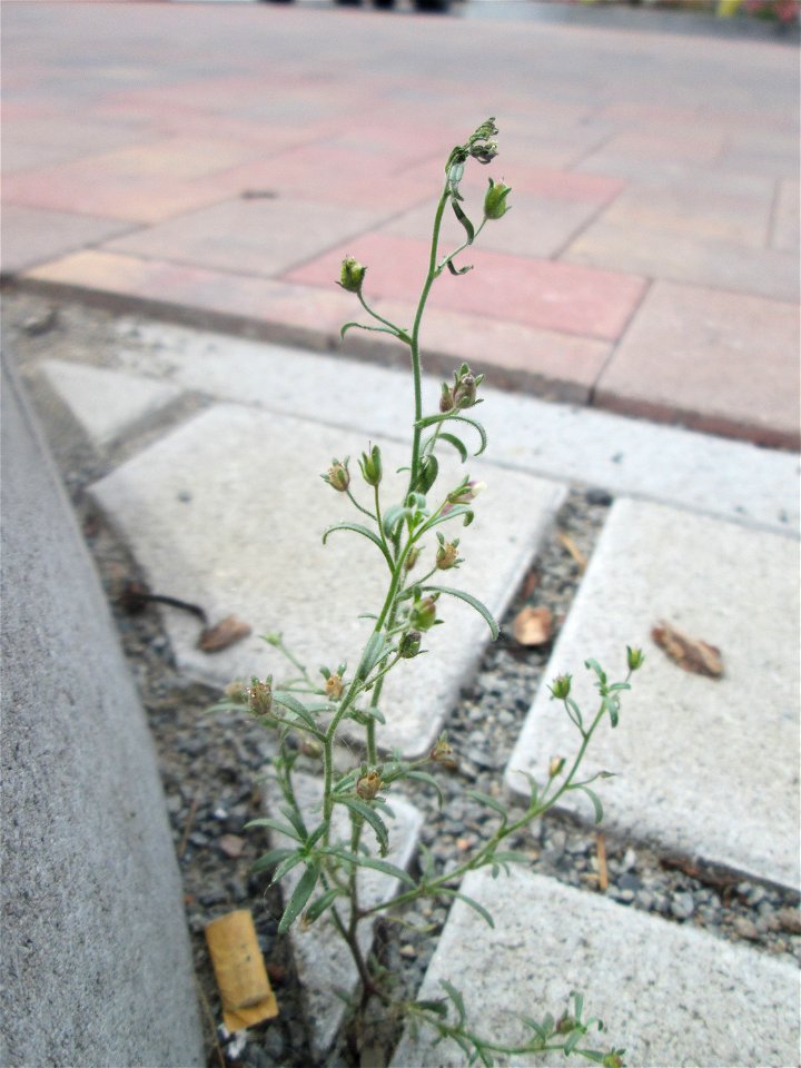 Kleines Leinkraut (Chaenorhinum minus) auf Pflasterstein am Messplatz in Hockenheim