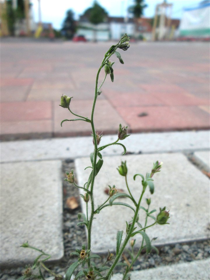 Kleines Leinkraut (Chaenorhinum minus) auf Pflasterstein am Messplatz in Hockenheim