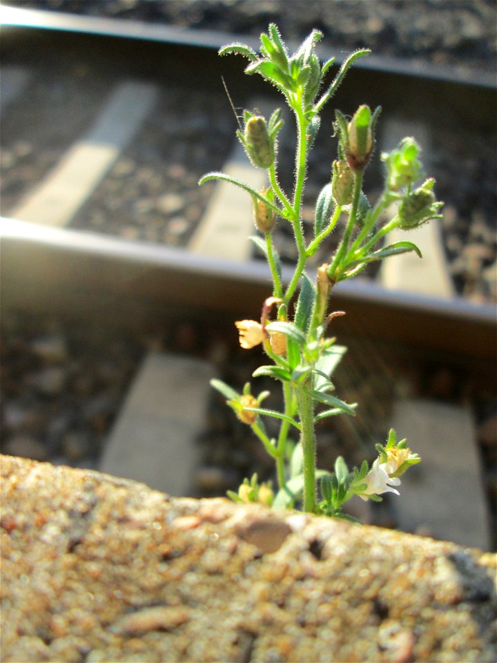 Kleines Leinkraut (Chaenorhinum minus) am Bahnhof Honburg (Saar)