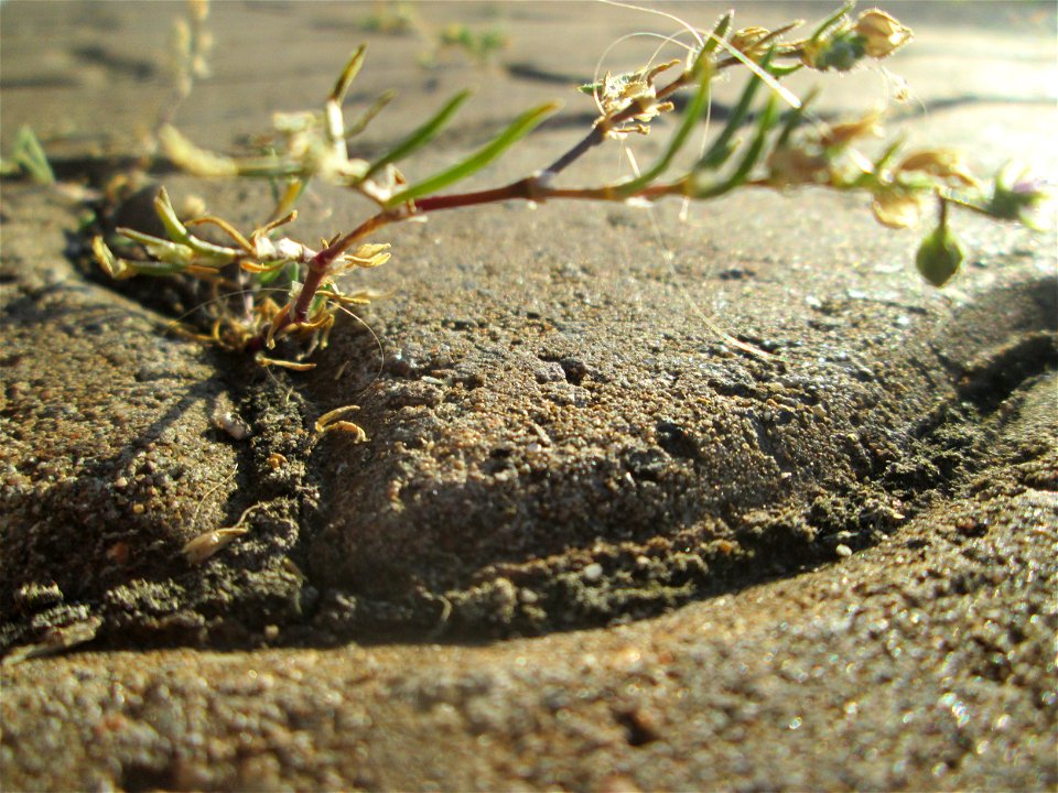 Kleines Leinkraut (Chaenorhinum minus) am Bahnhof Honburg (Saar)