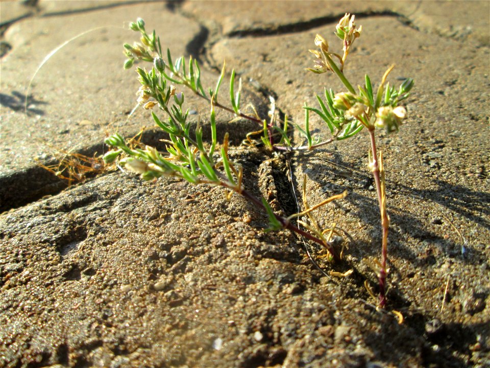 Kleines Leinkraut (Chaenorhinum minus) am Bahnhof Honburg (Saar)