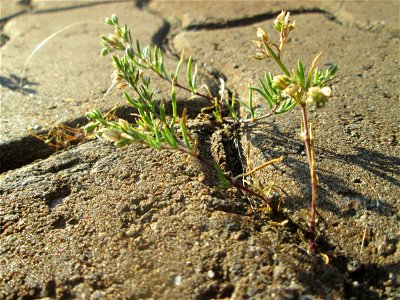 Kleines Leinkraut (Chaenorhinum minus) am Bahnhof Honburg (Saar)