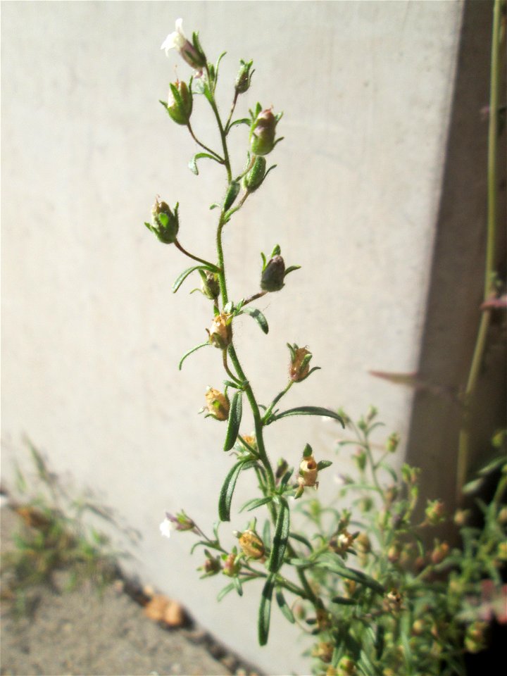 Kleines Leinkraut (Chaenorhinum minus) an der Dudweiler Landstraße in Saarbrücken