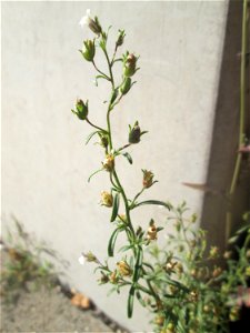 Kleines Leinkraut (Chaenorhinum minus) an der Dudweiler Landstraße in Saarbrücken