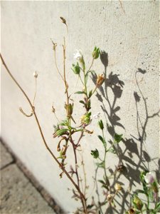 Kleines Leinkraut (Chaenorhinum minus) an der Dudweiler Landstraße in Saarbrücken