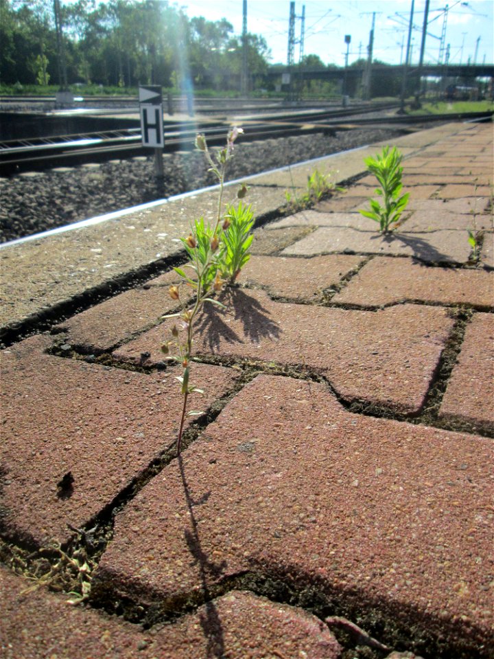 Kleines Leinkraut (Chaenorhinum minus) am Hauptbahnhof Mannheim