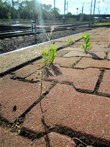 Kleines Leinkraut (Chaenorhinum minus) am Hauptbahnhof Mannheim