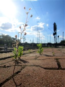 Kleines Leinkraut (Chaenorhinum minus) am Hauptbahnhof Mannheim