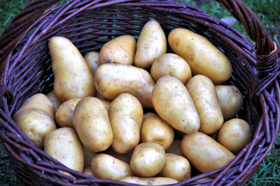 Vegetables bio vitamins