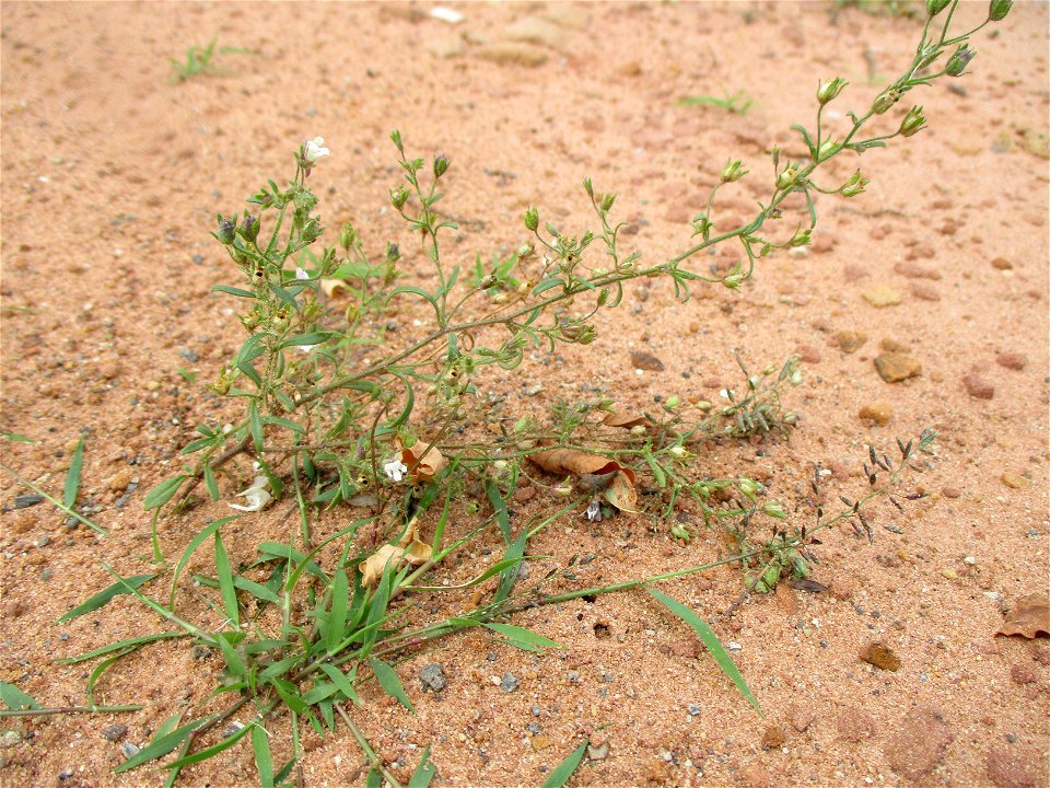 Kleines Leinkraut (Chaenorhinum minus) auf einer Brachfläche der Halberger Hütte in Brebach