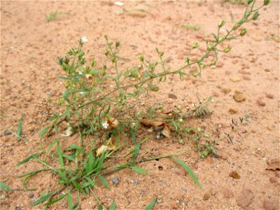 Kleines Leinkraut (Chaenorhinum minus) auf einer Brachfläche der Halberger Hütte in Brebach