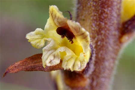 Thistle Broomrape Orobanche reticulata photographed near the foot of Ålleberg in Sweden.