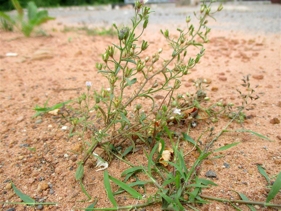 Kleines Leinkraut (Chaenorhinum minus) auf einer Brachfläche der Halberger Hütte in Brebach