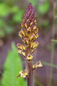 Thistle Broomrape Orobanche reticulata photographed near the foot of Ålleberg in Sweden.