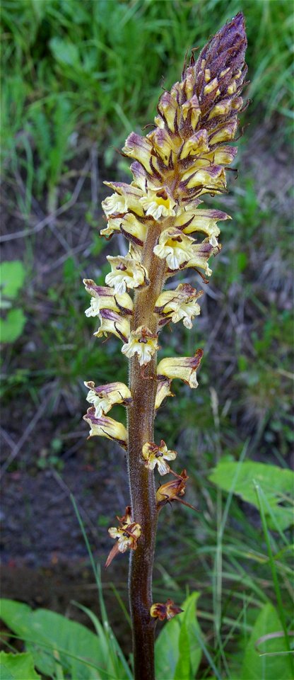 Thistle Broomrape Orobanche reticulata photographed near the foot of Ålleberg in Sweden.