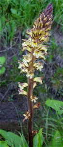 Thistle Broomrape Orobanche reticulata photographed near the foot of Ålleberg in Sweden.