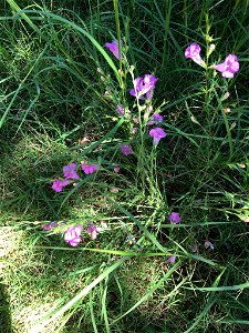 Prairie False Foxglove in bloom