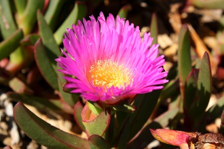 Adaptation salt halophyte