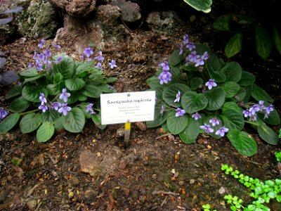 Saintpaulia rupicola specimen in the Botanischer Garten, Berlin-Dahlem (Berlin Botanical Garden), Berlin, Germany. photo