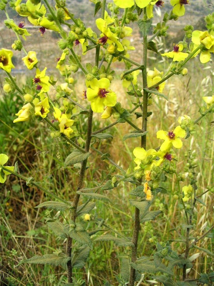 Verbascum sinuatum with a bee.