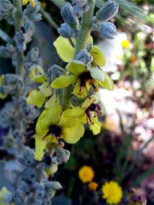 Verbascum sinuatum close up, Dehesa Boyal de Puertollano, Spain