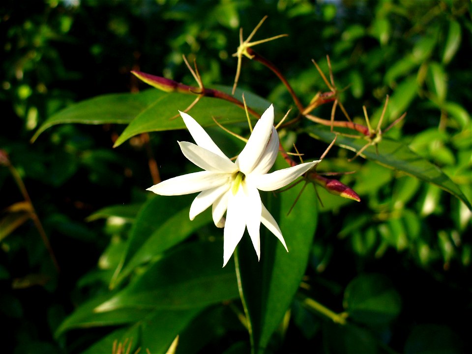 I am the originator of this photo. I hold the copyright. I release it to the public domain. This photo depicts a flower.