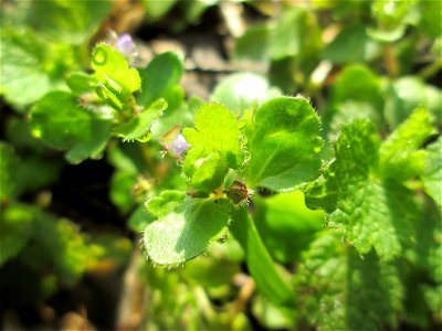 Hain-Ehrenpreis (Veronica sublobata) am Rand vom Brettwald im Naturschutzgebiet „Malscher Aue“