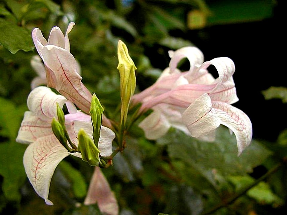 Image title: Plants flowers Image from Public domain images website, http://www.public-domain-image.com/full-image/flora-plants-public-domain-images-pictures/flowers-public-domain-images-pictures/plan photo