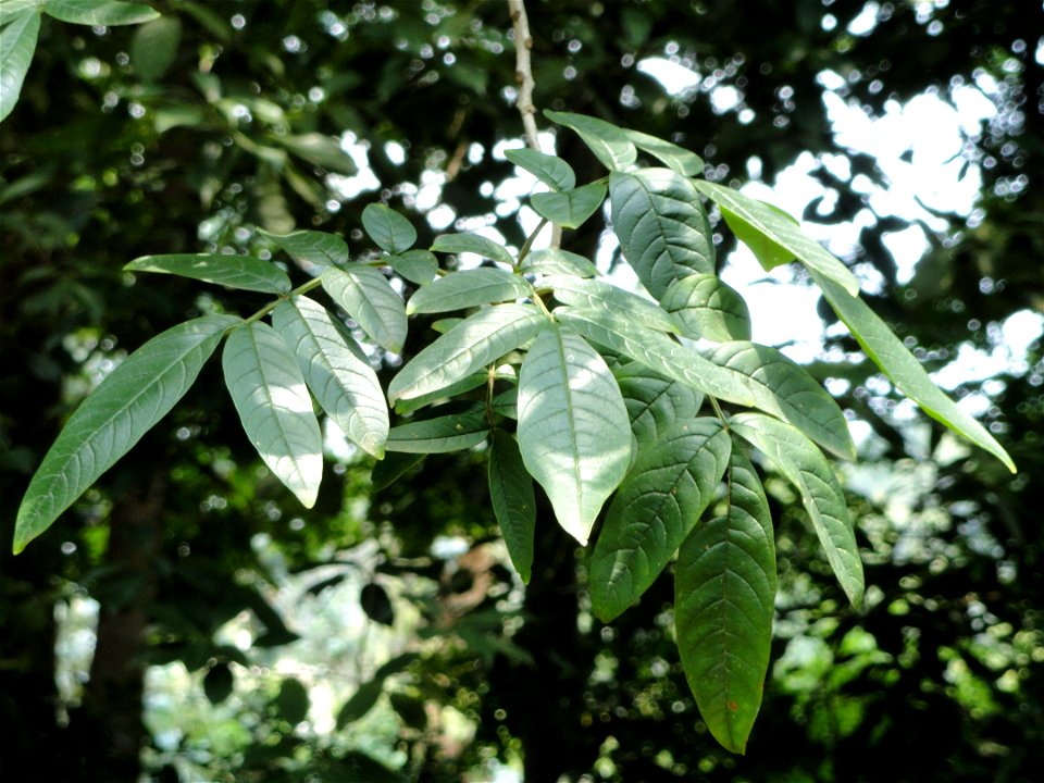 Plant specimen in the Kunming Botanical Garden, Kunming, Yunnan, China.