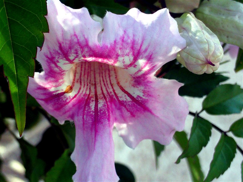 Podranea ricasoliana flower close up, Torrelamata, Torrevieja, Alicante, Spain