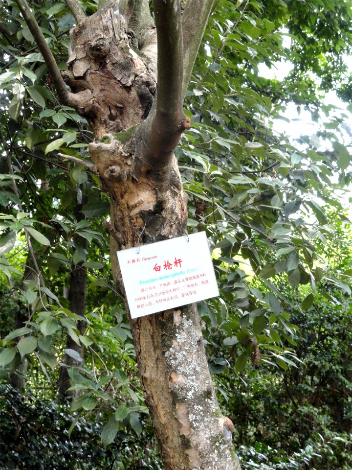 Plant specimen in the Kunming Botanical Garden, Kunming, Yunnan, China.