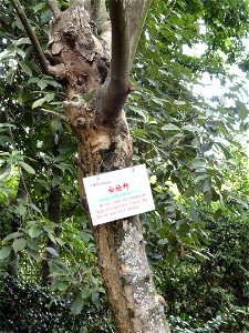 Plant specimen in the Kunming Botanical Garden, Kunming, Yunnan, China.