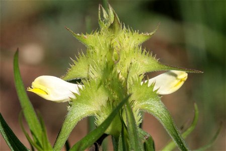 Melampyrum cristatum