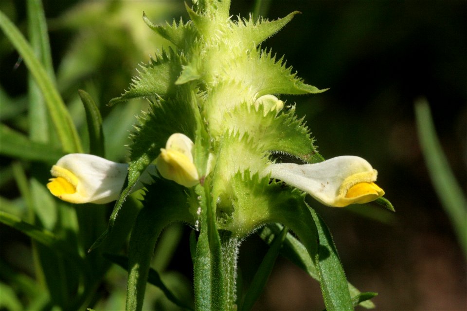Melampyrum cristatum