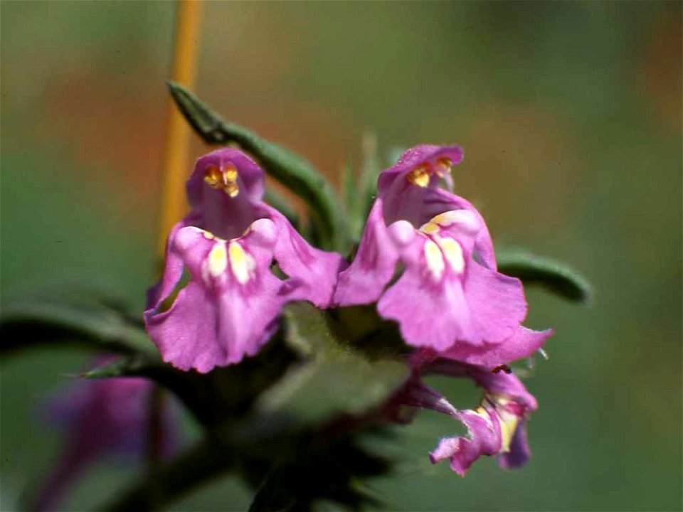 Galeopsis ladanum